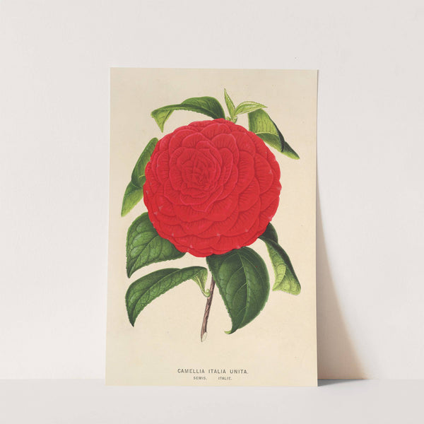 Camellia Italia unita by Charles Antoine Lemaire