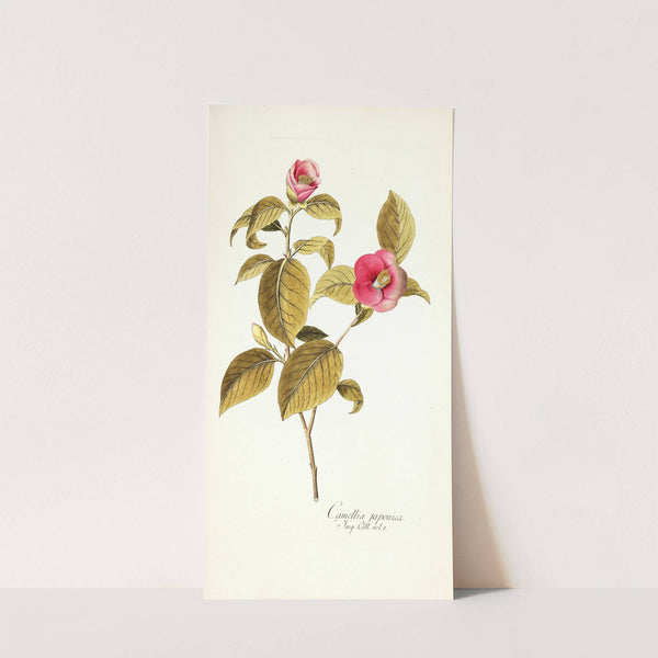 Camellia japonica by Nikolaus Joseph Freiherr von Jacquin