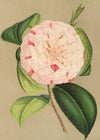 Camellia Luisa Bartoloni