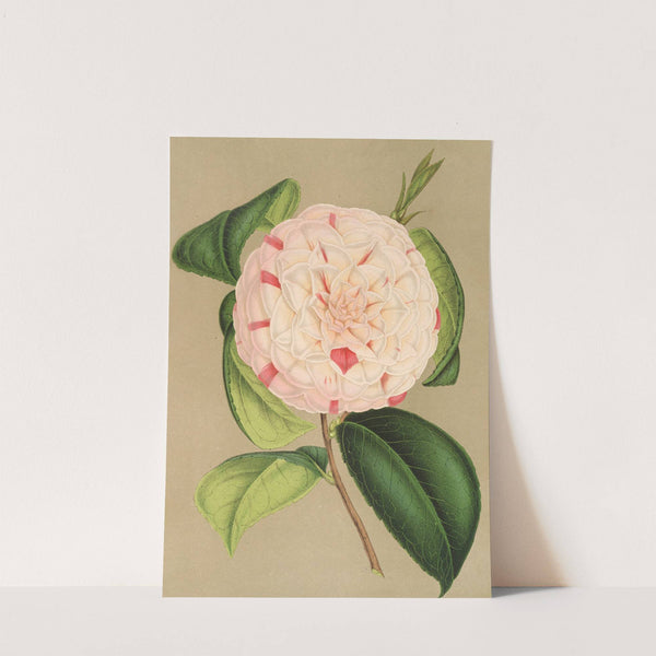 Camellia Luisa Bartoloni by Charles Antoine Lemaire