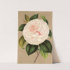 Camellia Madame Cachet by Charles Antoine Lemaire