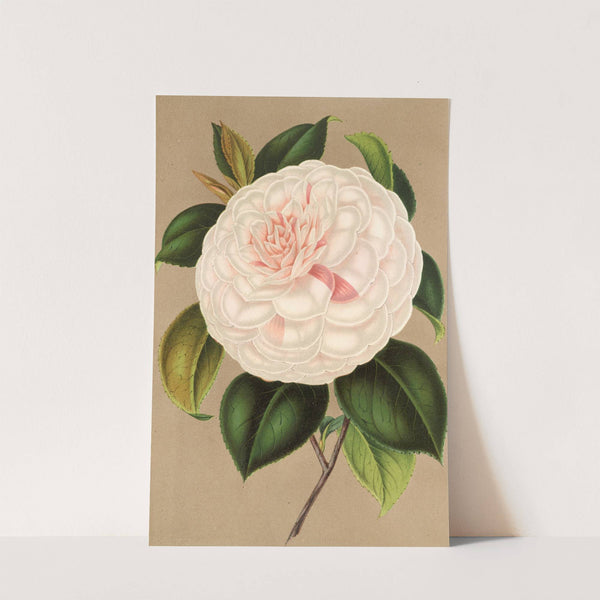 Camellia Madame Cachet by Charles Antoine Lemaire