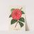 Camellia Madame Rudolph Abel by Charles Antoine Lemaire