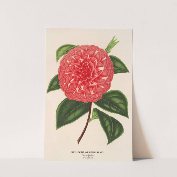 Camellia Madame Rudolph Abel by Charles Antoine Lemaire