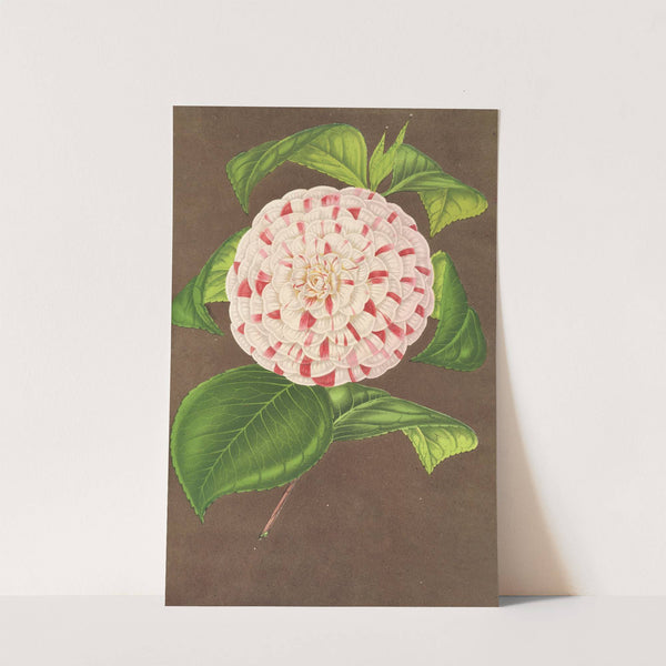 Camellia Madame Verschaffelt by Charles Antoine Lemaire