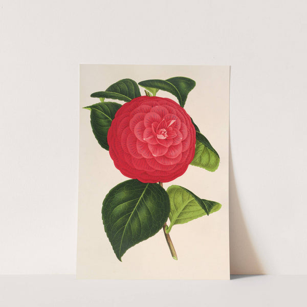 Camellia Marchesa Davia by Charles Antoine Lemaire