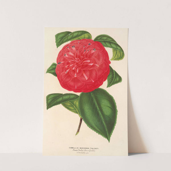 Camellia Marianna Talenti by Charles Antoine Lemaire