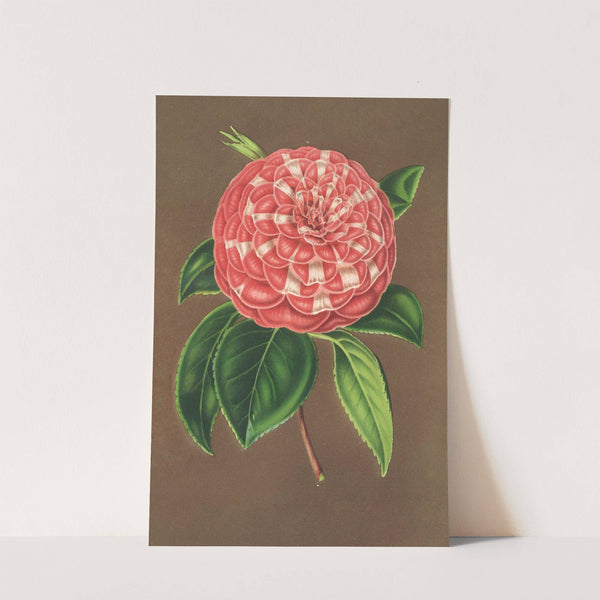 Camellia Matteo Malfino (hybr.) by Charles Antoine Lemaire