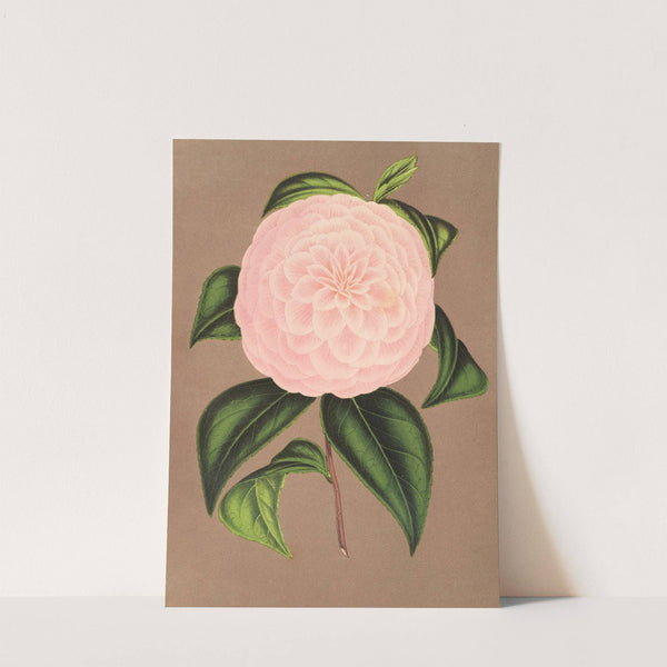 Camellia Mistress Dombrain by Charles Antoine Lemaire