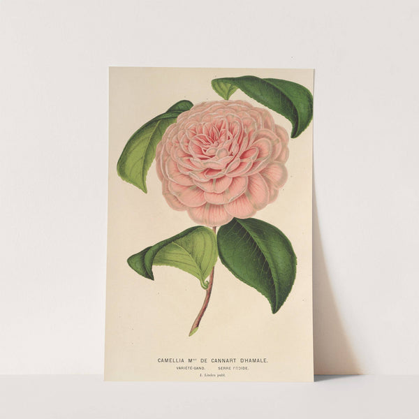 Camellia Mme de Cannart d’Hamalè by Charles Antoine Lemaire