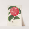 Camellia Ninfa del Tebro by Charles Antoine Lemaire