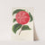 Camellia Ninfa del Tebro by Charles Antoine Lemaire