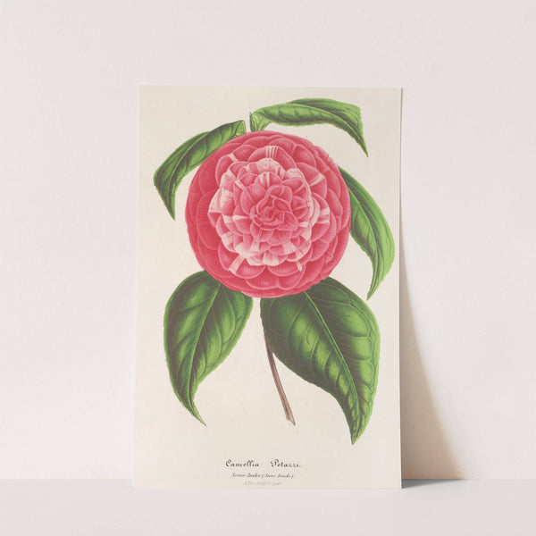 Camellia Petazzi by Charles Antoine Lemaire