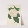 Camellia planipetala by Charles Antoine Lemaire