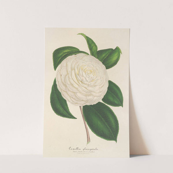 Camellia planipetala by Charles Antoine Lemaire
