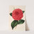 Camellia Poldina Vanturi by Charles Antoine Lemaire