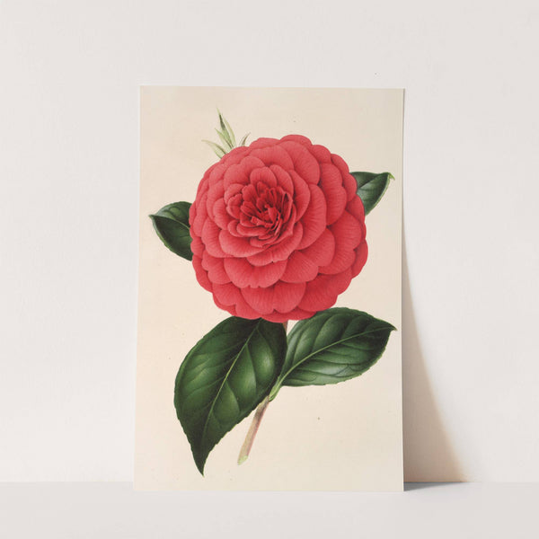 Camellia Poldina Vanturi by Charles Antoine Lemaire