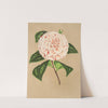 Camellia Principessa Clotilde by Charles Antoine Lemaire