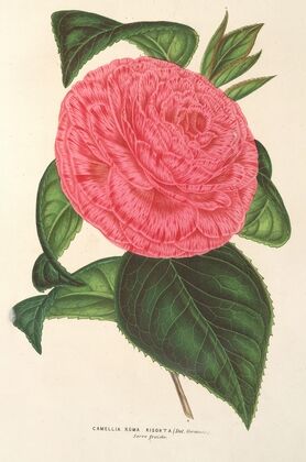 Camellia Roma risorta