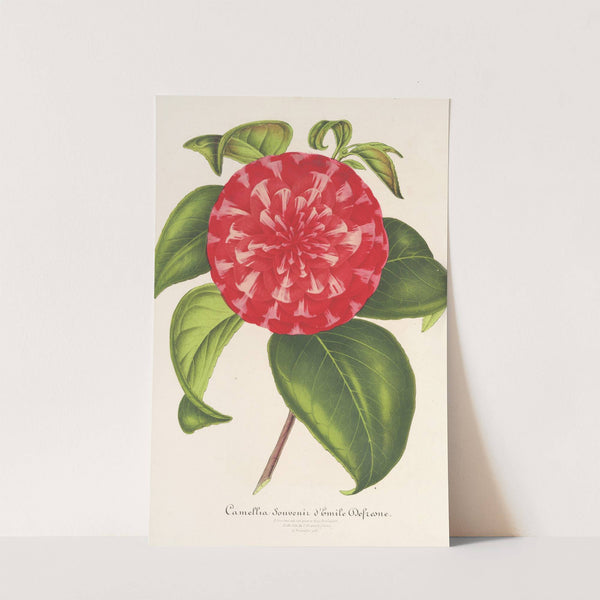 Camellia Souvenir d’Emile Defresne by Charles Antoine Lemaire