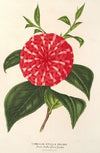 Camellia Stella polare