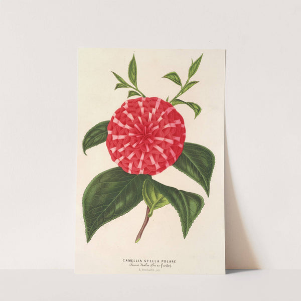 Camellia Stella polare by Charles Antoine Lemaire