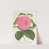 Camellia Vicomte de Nieuland by Charles Antoine Lemaire