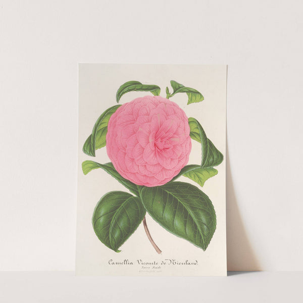 Camellia Vicomte de Nieuland by Charles Antoine Lemaire