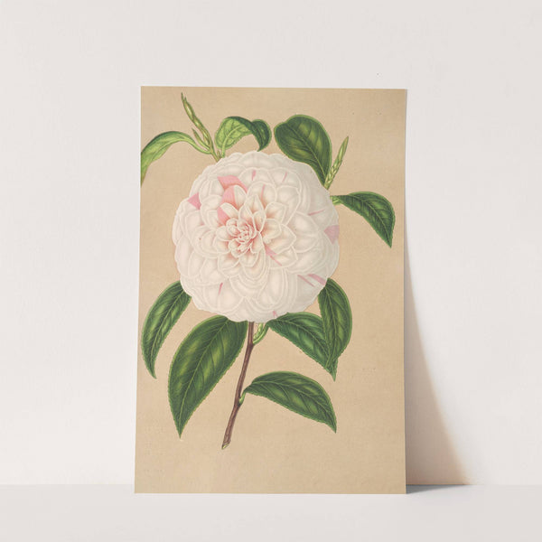 Camellia Virginia Franco by Charles Antoine Lemaire