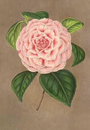 Camellia Vittorio Emmanuele II
