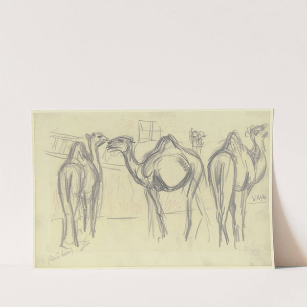 Camels (Circus Krone) by Wilhelm Kalb