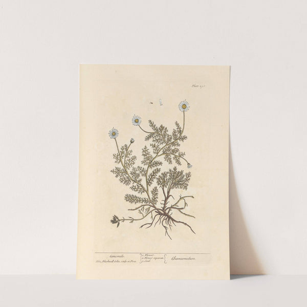 Camomile by Elizabeth Blackwell