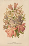Campanula (1893)