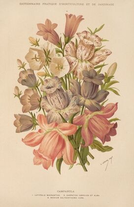 Campanula (1893)