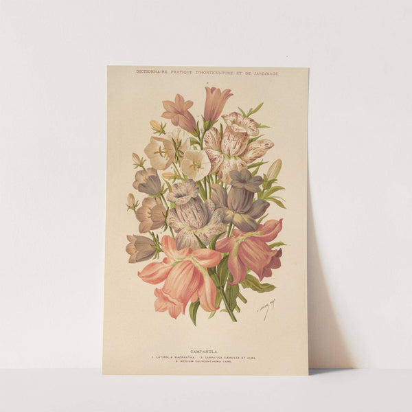 Campanula (1893) by George Nicholson