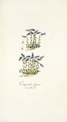 Campanula zoysii