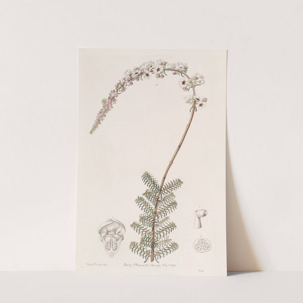 Camphorwort Babingtonia by Sydenham Edwards