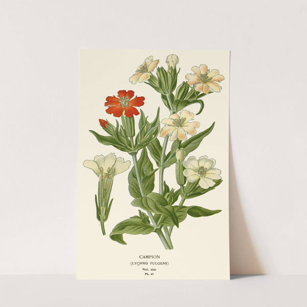 Campion (1896-1897) by Edward Step