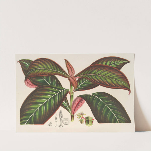 Campylobotrys Ghiesbreghtii by Charles Antoine Lemaire