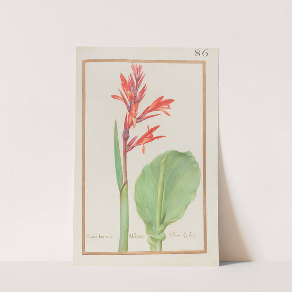 Cana indica maior floré rubro (1624) by Daniel Rabel