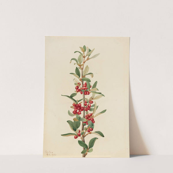 Canada Buffaloberry (Lepargyrea canadensis) (1916) by Mary Vaux Walcott