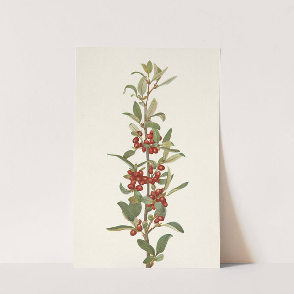 Canada Buffaloberry. Lepargyrea canadensis (1925) by Mary Vaux Walcott
