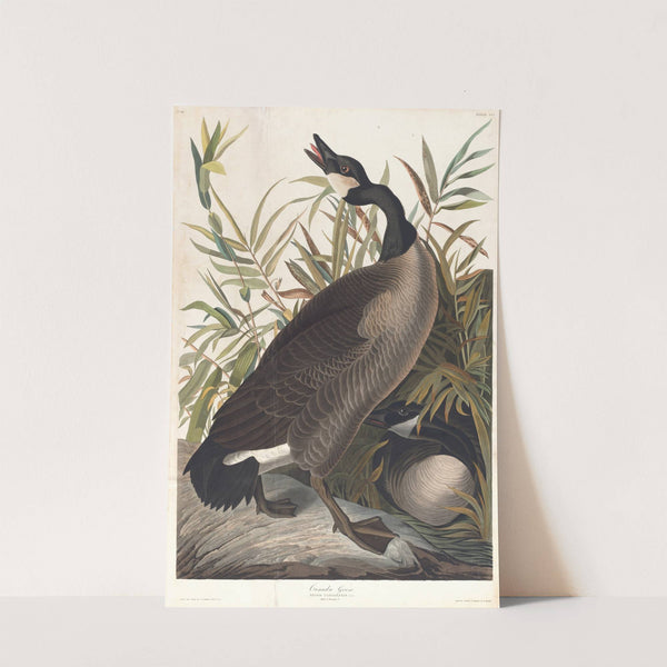 Canada goose by John James Audubon