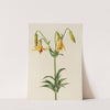 Canada Lily (Lilium canadense) (1878) by Mary Vaux Walcott