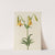 Canada Lily (Lilium canadense) (1878) by Mary Vaux Walcott