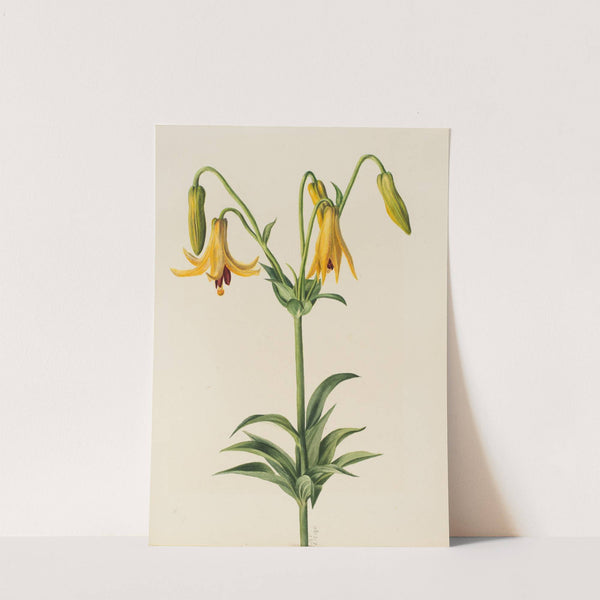 Canada Lily (Lilium canadense) (1878) by Mary Vaux Walcott