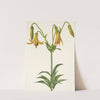 Canada Lily. Lilium canadense (1925) by Mary Vaux Walcott