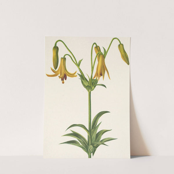 Canada Lily. Lilium canadense (1925) by Mary Vaux Walcott