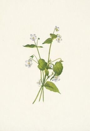 Canada Violet. Viola canadensis (1925)