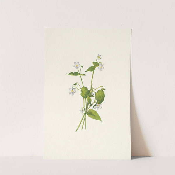 Canada Violet. Viola canadensis (1925) by Mary Vaux Walcott